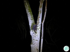 Eupalaestrus spinosissimus