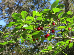 Ilex ambigua