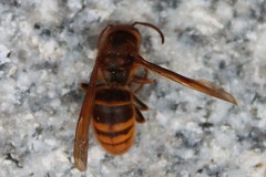 Vespa simillima
