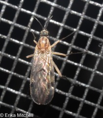 Sylvicola fenestralis