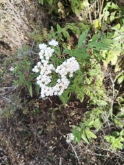 Ageratina riparia