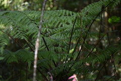 Alsophila setosa