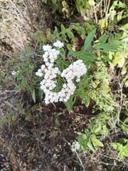 Ageratina riparia