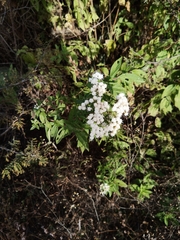 Ageratina riparia