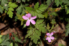 Geranium robertianum