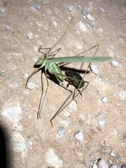 Arethaea mescalero