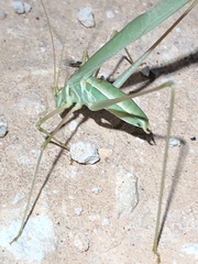 Arethaea mescalero