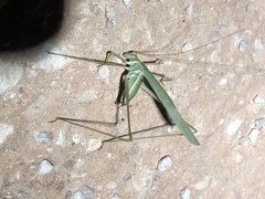 Arethaea mescalero