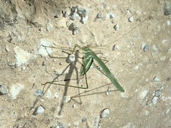 Arethaea mescalero