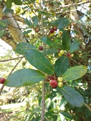 Ficus crassinervia
