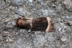 Amphipyra tripartita
