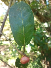 Ficus crassinervia