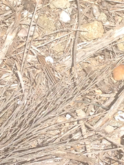 Aspidoscelis hyperythrus beldingi