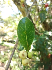 Ficus crassinervia