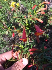 Diplacus parviflorus