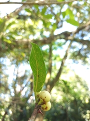 Ficus crassinervia