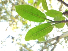 Ficus crassinervia