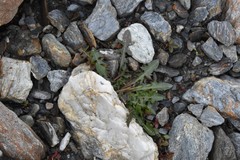 Taraxacum ceratophorum