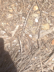 Aspidoscelis hyperythrus beldingi