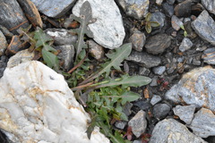 Taraxacum ceratophorum