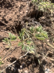 Kallstroemia hirsutissima