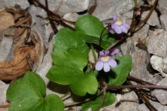 Cymbalaria muralis