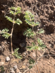 Kallstroemia hirsutissima