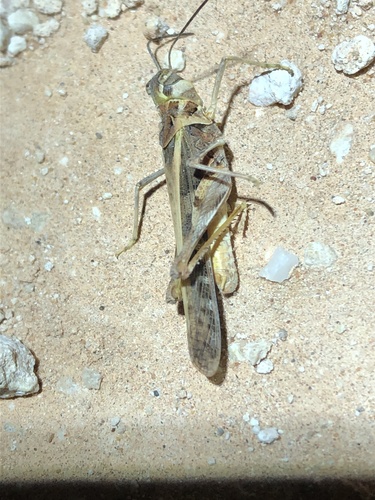 Apache Grasshopper