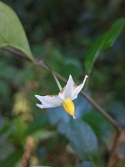 Lycianthes stephanocalyx