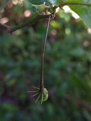 Lycianthes stephanocalyx