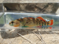 Etheostoma cyanorum