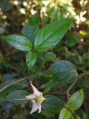 Lycianthes stephanocalyx