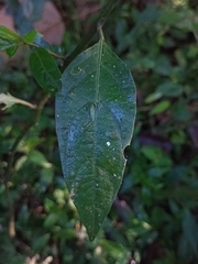 Lycianthes stephanocalyx