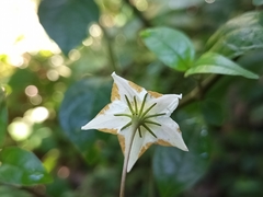 Lycianthes stephanocalyx
