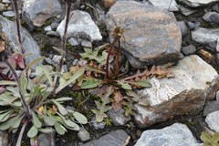 Taraxacum ceratophorum