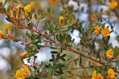 Pultenaea alea