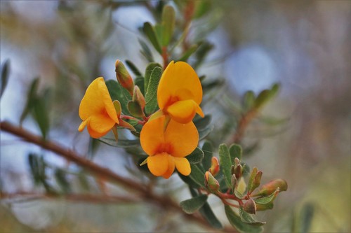 grafton bush-pea (Pultenaea alea)