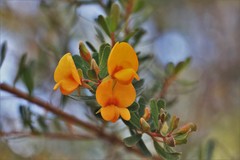 Pultenaea alea