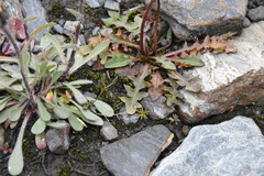 Taraxacum ceratophorum