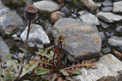 Taraxacum ceratophorum