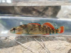 Etheostoma cyanorum
