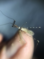 Stenolemoides arizonensis