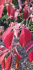 Cornus