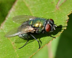 Lucilia sericata