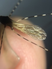 Stenolemoides arizonensis