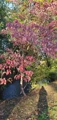 Cornus