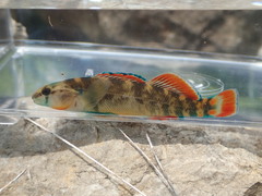 Etheostoma cyanorum