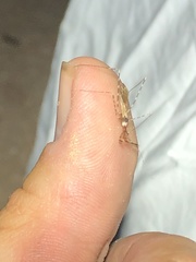 Stenolemoides arizonensis