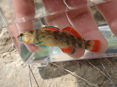 Etheostoma cyanorum