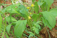 Viola praemorsa linguifolia